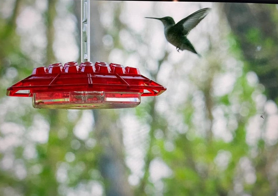 Essenley - Hummingbird Feeder